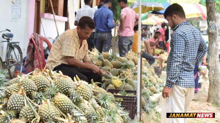 Queen Pineapple cultivation faces uncertain future in Tripura amid poor returns for farmers |