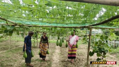 TRESP Agri Producer Groups Showing Remarkable Success In bottle gourd cultivation In Jampuijala. -