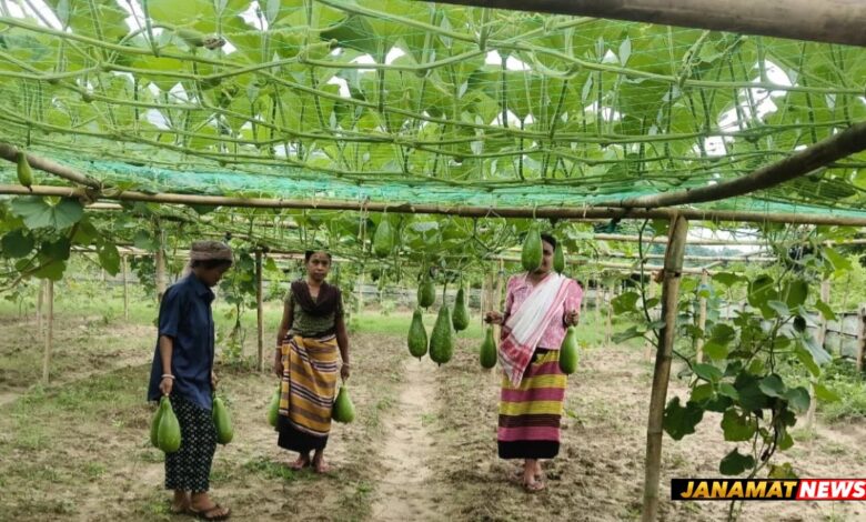 TRESP Agri Producer Groups Showing Remarkable Success In bottle gourd cultivation In Jampuijala. -