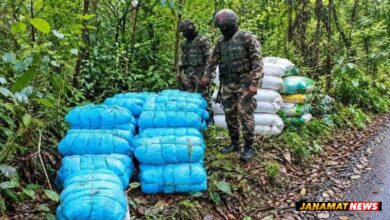 Assam Rifles, Customs seize 501 kg of Ganja worth Rs 2.50 crore in Tripura |