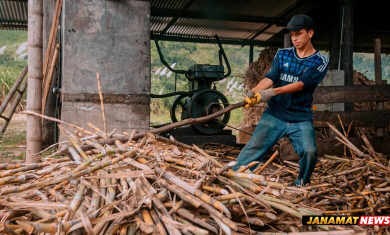 IPL Takes The Lead In Saving Water And Enhancing Farmers’ Income Through Sugarcane Cultivation. -